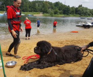 I Festiwal Psów Ratowniczych na plaży miejskiej w Żywcu