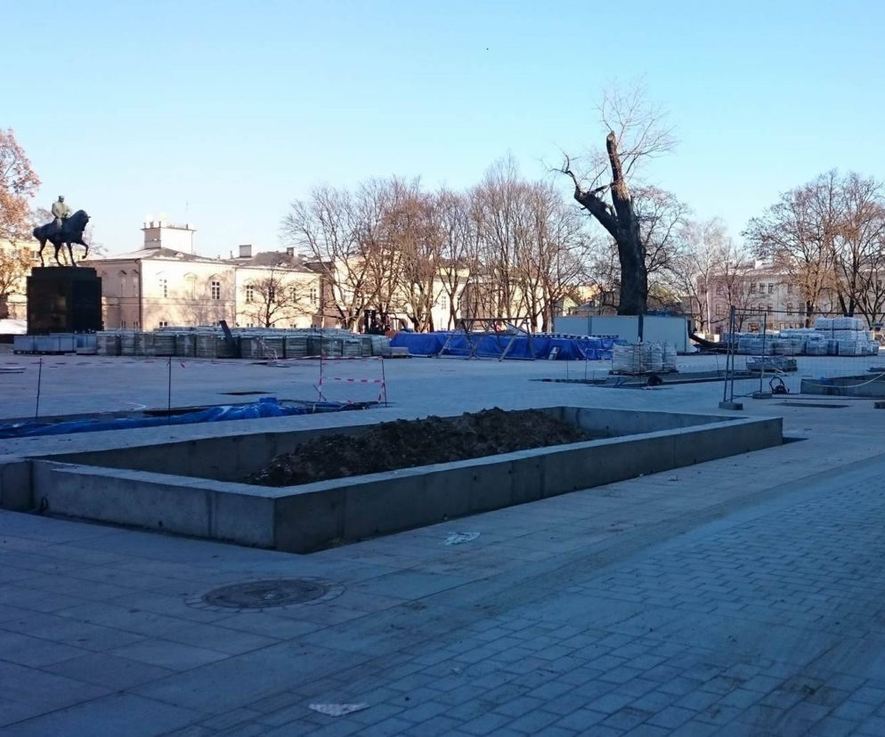 Spróchniała gałąź oderwała się w poniedziałek