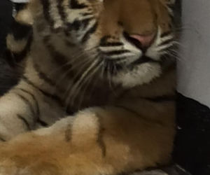 Poznańskie ZOO ratuje dzikie zwierzęta z Ukrainy