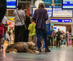Niemcy/ Prezes Deutsche Bahn: ruch kolejowy stopniowo wraca do normy (opis) Awaria systemu łączności radiowej GSM-R wymusiła zatrzymanie wszystkich pociągów w całym kraju na czas ok. dwóch godzin