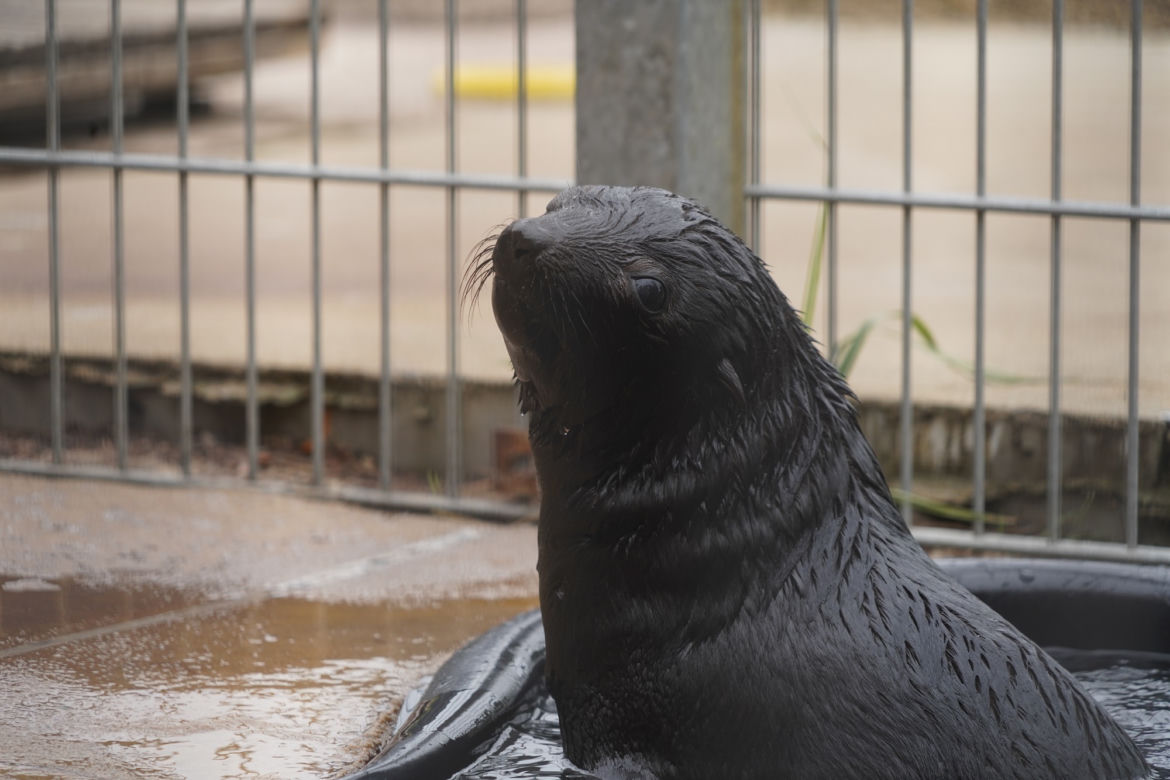 Najmłodszy kotik we wrocławskim zoo otrzymał imię Alfie