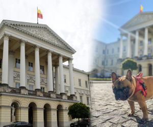 Bąbel może, a my nie. Gdzie wejdziesz z psem do urzędu? 