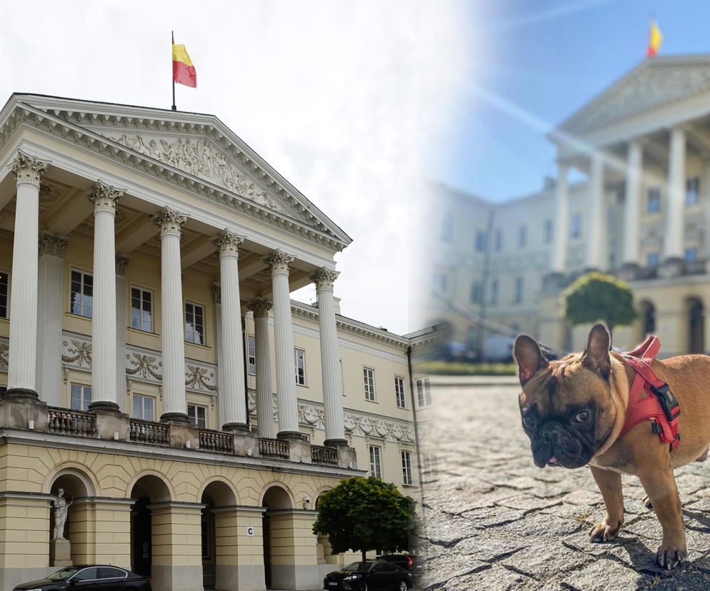 Bąbel może, a my nie. Gdzie wejdziesz z psem do urzędu? 