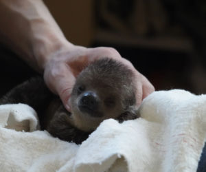 Mały leniwiec z wrocławskiego zoo rozczula do łez! Muszą się nim opiekować pracownicy [WIDEO, ZDJĘCIA]