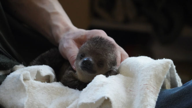 Mały leniwiec z wrocławskiego zoo rozczula do łez! Muszą się nim opiekować pracownicy [WIDEO, ZDJĘCIA]