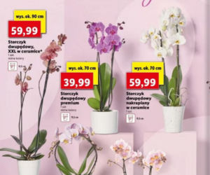 Lidl dzień matki