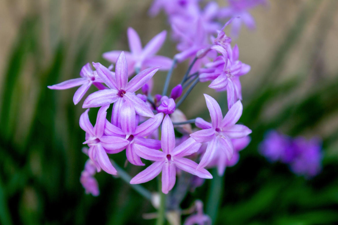 Tulbagia fioletowa
