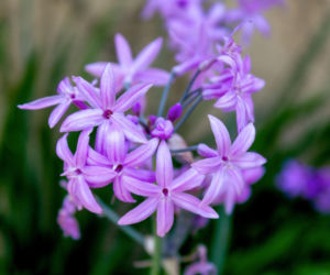 Tulbagia fioletowa