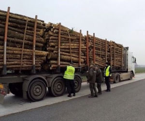 Wzmożone akcje na Opolu. Ciężarówki z nadmiarem drewna przyłapane przez Inspekcję Transportu Drogowego