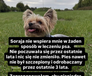 Hotel Paradise. Afera o psa
