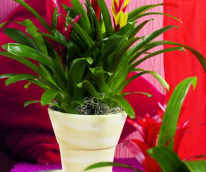 Guzmania