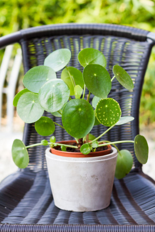 Pieniążek (Pilea peperomioides)