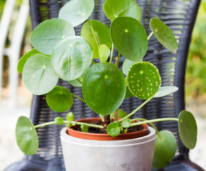 Pieniążek (Pilea peperomioides)