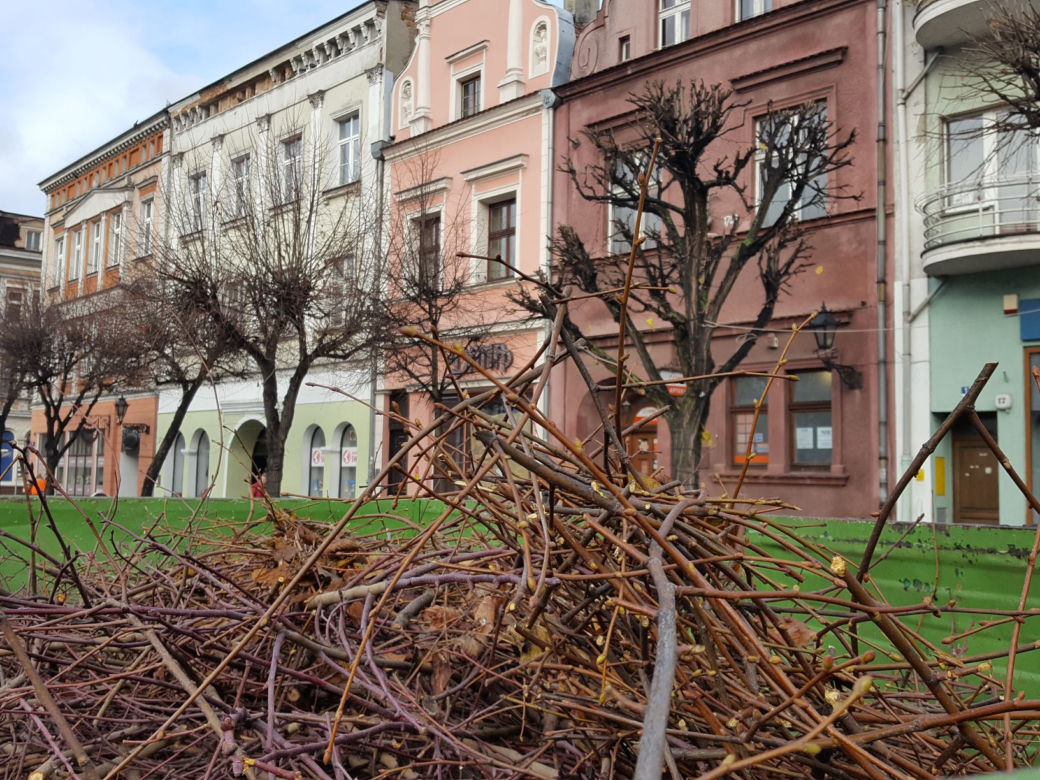 Drzewa na Rynku w Lesznie pod fachową opieką
