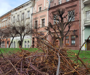 Drzewa na Rynku w Lesznie pod fachową opieką