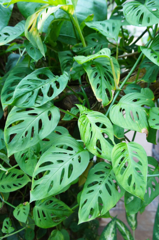 Monstera adansonii