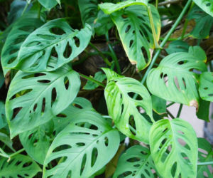Monstera adansonii
