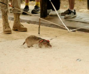 Szczury zostaną ratownikami