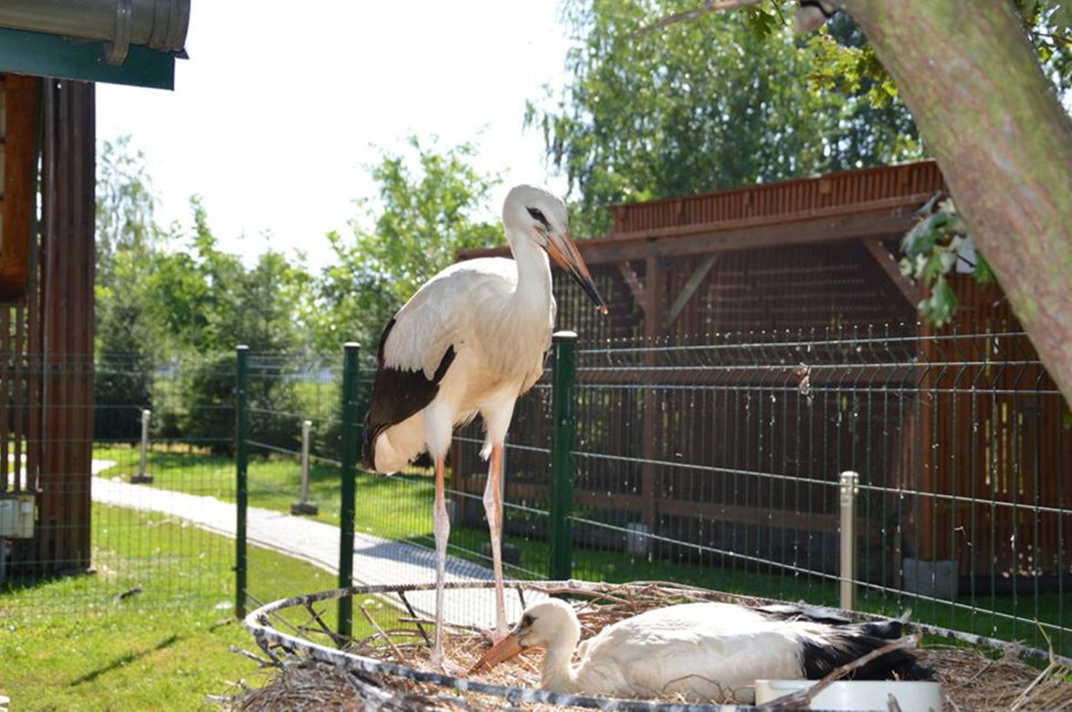 Bocianki uczą się latać