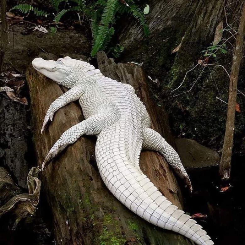 Albinosy