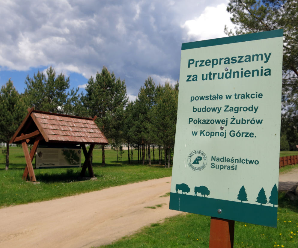W Kopnej Górze powstaje pokazowa zagroda żubrów