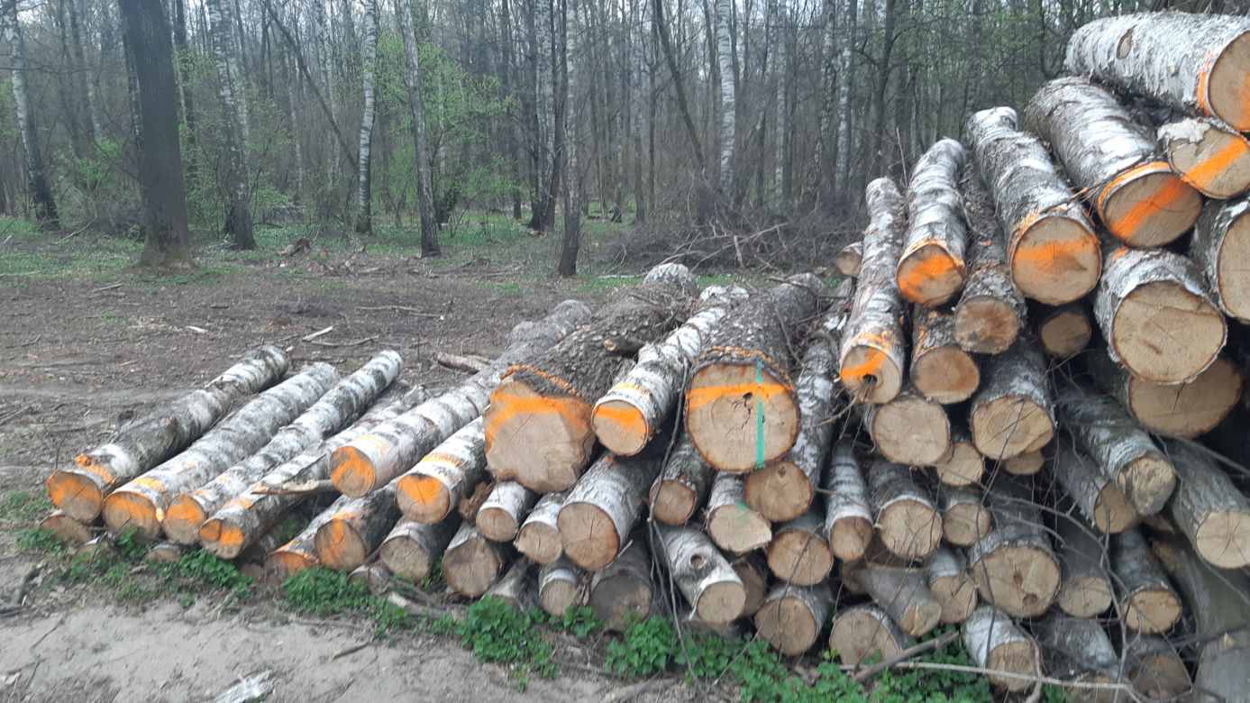 Wycinka drzew w lasku Lipie. Zobacz efekt pracy leśników!