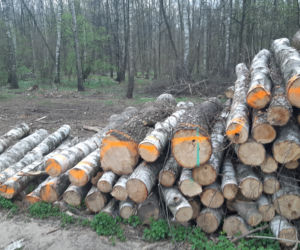 Wycinka drzew w lasku Lipie. Zobacz efekt pracy leśników!