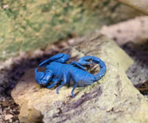 Tak wyglądają zwierzęta mieszkające w śląskim ZOO