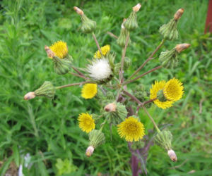 Jak pozbyć się mleczy z trawnika? Ten domowy oprysk sprawi, że znikną z twojego ogrodu