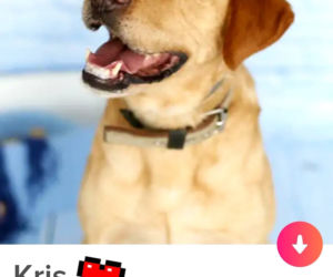 Bezdomne psiaki szukają nowego domu na Tinderze. To nowa akcja organizacji Bieg na sześć łap