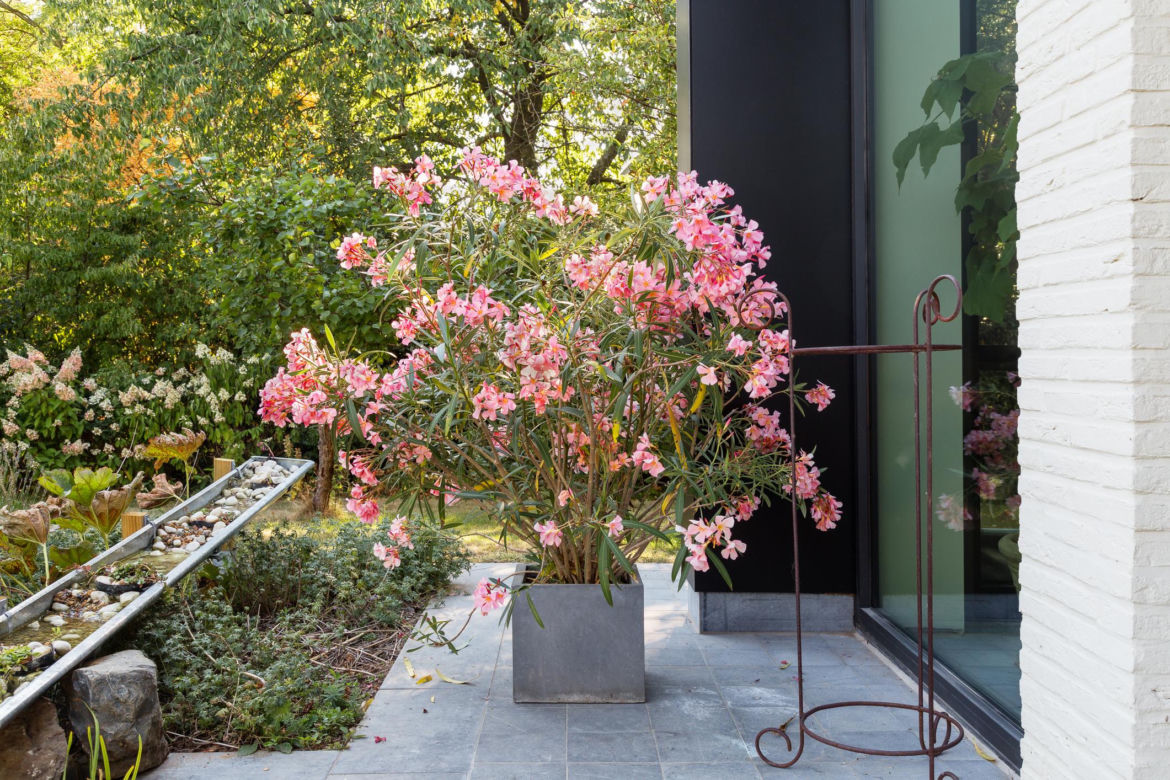Oleander na tarasie