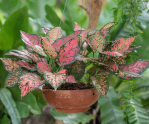 Aglonema