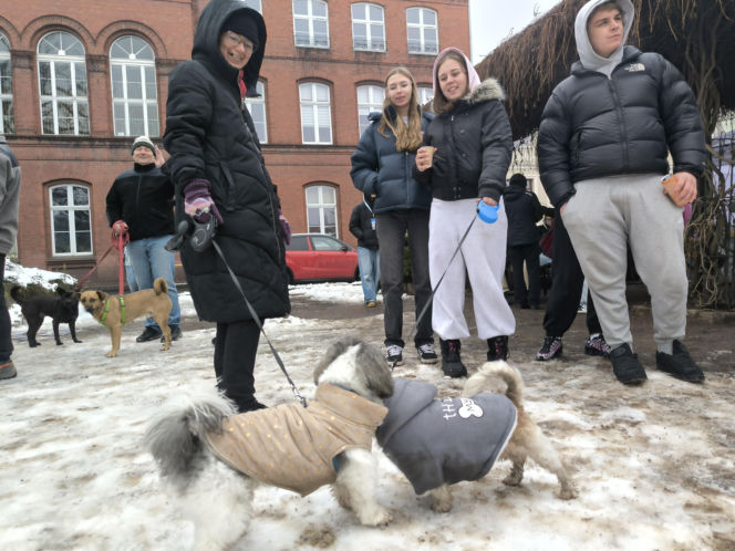 Spacer z pieskami w Lesznie