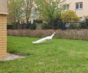 Niecodzienny widok na Kabatach! Między blokami latały wielkie pawie