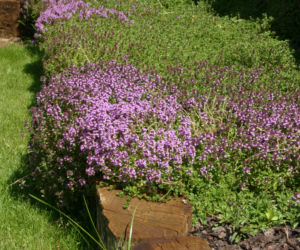 Macierzanka piaskowa