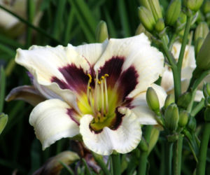 Liliowiec 'Raspberry Candy' 