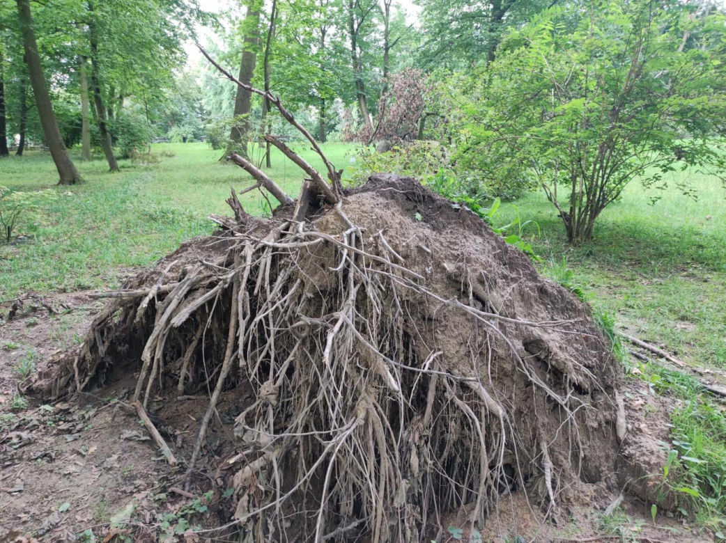 Tarnów. Dziewczynka uderzona przez zerwany konar. Koszmar na placu zabaw w Parku Strzeleckim