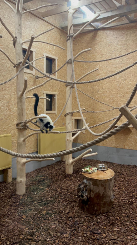 Lemury zamieszkały w gdańskim zoo