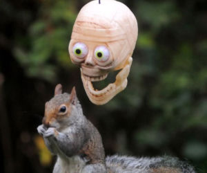 Halloween wiewiórek! O co chodzi?