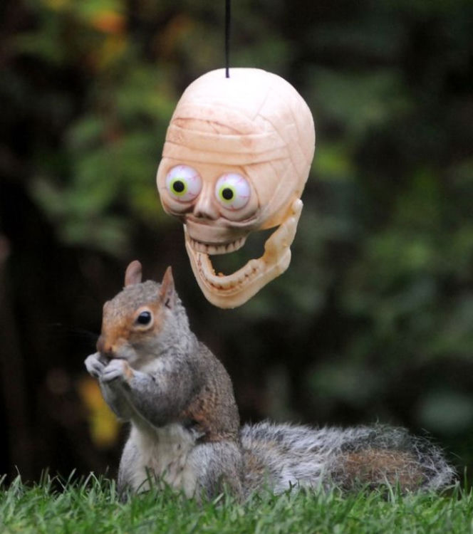 Halloween wiewiórek! O co chodzi?