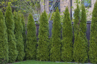 Tuje kolumnowe - doskonałe na żywopłoty. Wybieramy tuje o kolumnowym pokroju do ogrodu