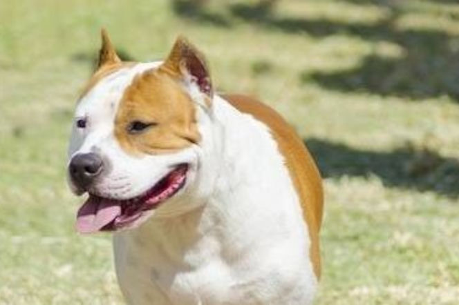 Pitbull 