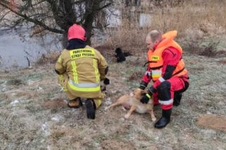Lód załamał się pod psami! Jeden nie żyje. Dramat niedaleko Koła