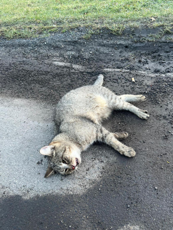 Weterynarze ratują kota Abi