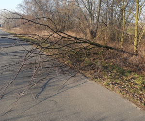 Płock. O krok od tragedii! Na drogę spadło drzewo podgryzione przez bobry! [ZDJĘCIA]