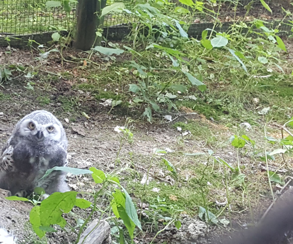 mlode w zoo1