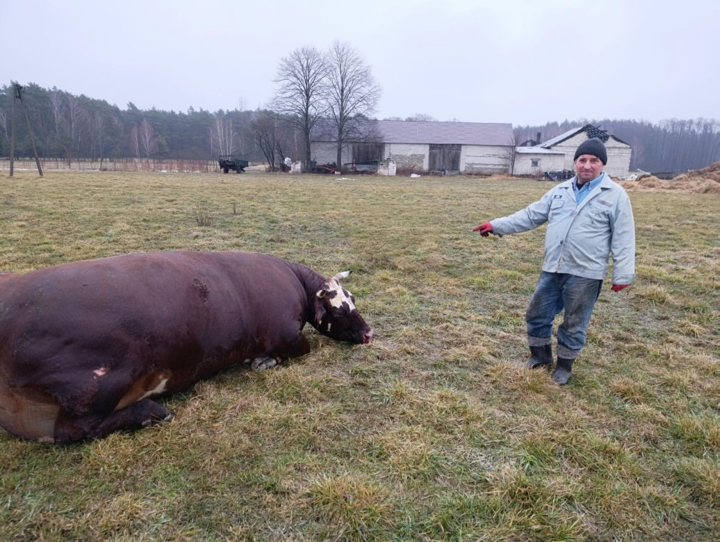 Krowa Diablica zobaczyła ogień i padła na zawał. Jarosław nie może się pozbierać. "Miałem ochotę płakać"