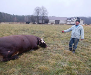 Krowa Diablica zobaczyła ogień i padła na zawał. Jarosław nie może się pozbierać. Miałem ochotę płakać