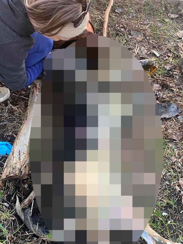 Ktoś w bestialski sposób zabił suczkę