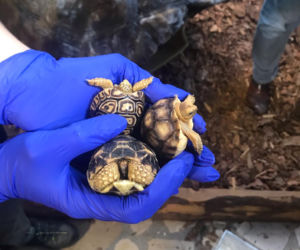Żółwie jaja we Wrocławskim ZOO